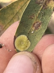 Andricus pattersonae