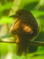 Malacoptila panamensis