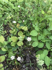 Stellaria longipes