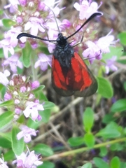 Zygaena purpuralis