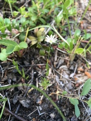 Stellaria longipes