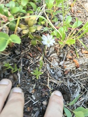 Stellaria longipes
