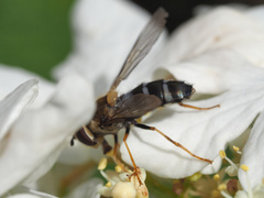 Leucozona glaucia
