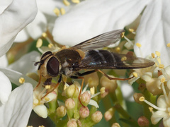 Leucozona glaucia