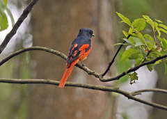 Pericrocotus speciosus