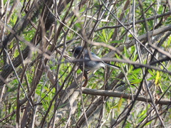 Polioptila dumicola