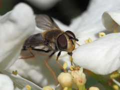 Leucozona glaucia