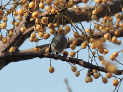 Polioptila dumicola