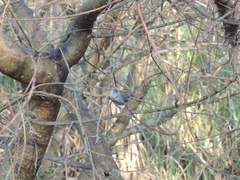 Polioptila dumicola