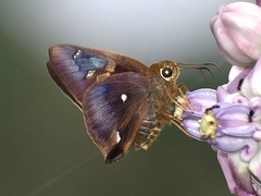 Hasora badra