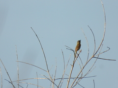 Geothlypis poliocephala