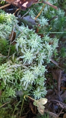 Sphagnum palustre