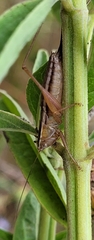 Conocephalus saltans