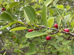 Erythroxylum monogynum