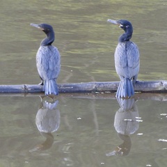 Nannopterum brasilianum