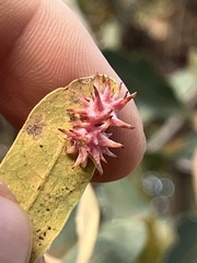 Cynips quercusechinus