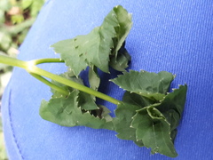 Aphis podagrariae