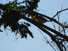 Protonotaria citrea