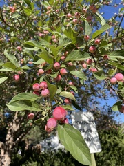 Malus baccata