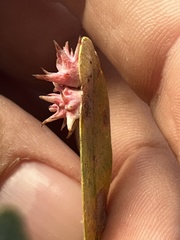 Cynips quercusechinus