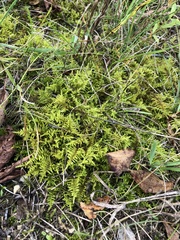 Thuidium delicatulum