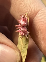 Cynips quercusechinus