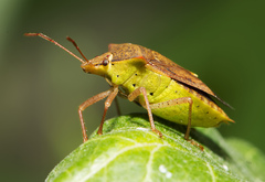 Podisus maculiventris
