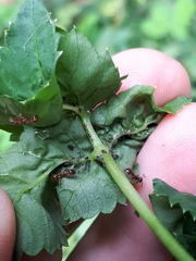 Aphis podagrariae