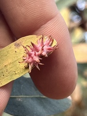 Cynips quercusechinus