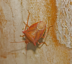 Podisus maculiventris