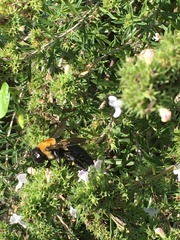 Xylocopa virginica virginica