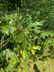 Quercus ellipsoidalis