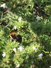 Xylocopa virginica virginica
