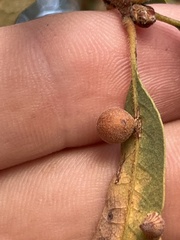 Cynips multipunctata