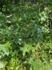 Quercus ellipsoidalis