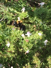 Xylocopa virginica virginica