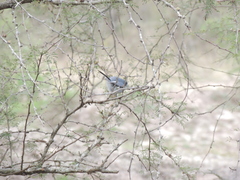 Polioptila dumicola