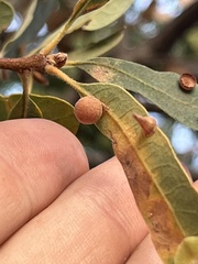 Cynips multipunctata