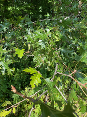 Quercus ellipsoidalis