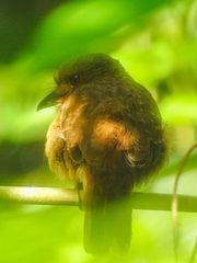 Malacoptila panamensis