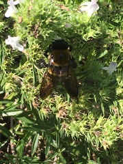 Xylocopa virginica virginica