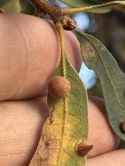 Cynips multipunctata