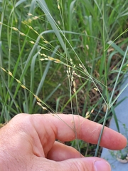 Panicum dichotomiflorum