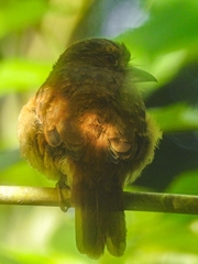 Malacoptila panamensis