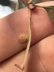 Cynips multipunctata