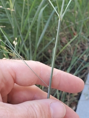 Panicum dichotomiflorum