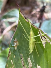 Copiphorini