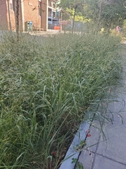 Panicum dichotomiflorum