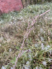 Chenopodium betaceum