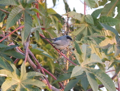 Polioptila dumicola